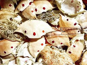 100% CONCHA DE CANGREJO SECA DEL MAR DE VIETNAM - Product Image 3