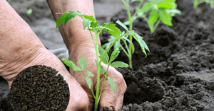 ปุ๋ยค้างคาว/ปุ๋ยอินทรีย์ผสม ปริมาณมาก - Product Image 5