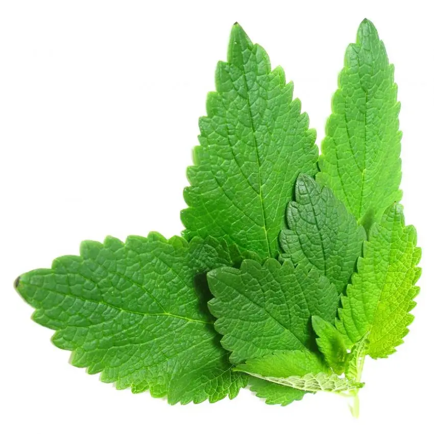 Therapeutic Grade (Lemon Balm) Melissa Oil - 100% Pure Undiluted Melissa Essential Oil