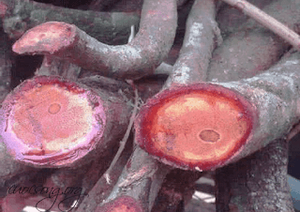 Producto agrícola Premium Caulis Sargentodoxae vietnamita - Product Image 4