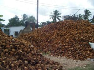 CÁSCARA DE COCO / CÁSCARA DE COCO TRITURADA / POLVO DE CÁSCARA DE COCO (WS: 0084987731263) - Product Image 6