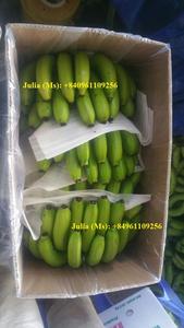 กล้วยผลไม้/กล้วยสด-พืชใหม่ - Product Image 4