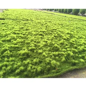 wholesale artificial peat moss mat wall panel art, artificial sea moss colored for decoration