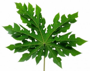 ใบมะละกอสด - Product Image 2