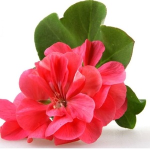 Aceite Esencial de Geranio Egipcio 100% Puro de Alta Calidad, Marca Privada OEM, Destilado al Vapor, Certificado GMP, Aroma - Product Image 2