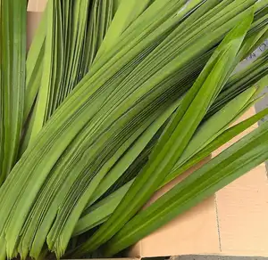 NATURAL FRESH PANDAN LEAVES/lowest price/WHATSAPP: +84-845-639-639