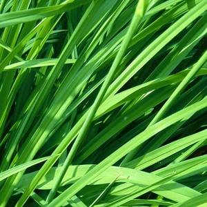 Huile essentielle d'herbe de gingembre naturelle pure huile d'aromathérapie distillée à la vapeur en gros fournisseur en vrac et Service de marque privée - Product Image 5