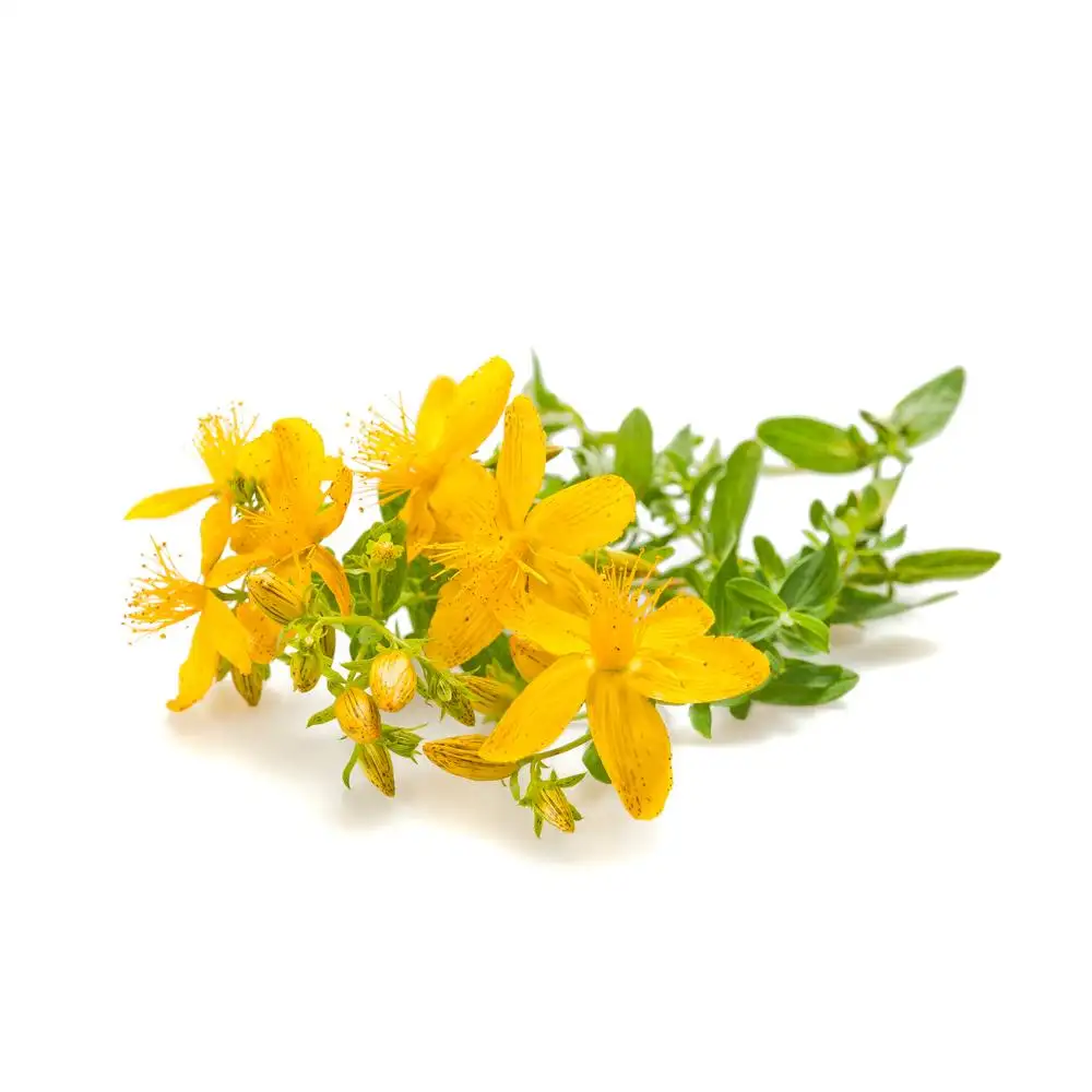 Precious Quality St John's Wort Natural and Pure Hydrosol Floral Water