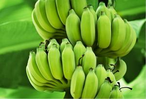 Plátanos Verdes Frescos - Listos para Exportar - Mejor Precio - Sra. Holiday - Product Image 3