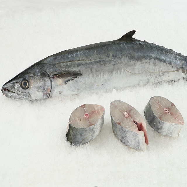 Stok Ikan Makarel Segar Beku dari Spanyol, Kuda Frzozen Ikan Makarel-Beli Ikan Makarel.