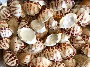 COQUILLES DE CRABE TOUTES PROPRES DE HAUTE QUALITÉ - Product Image 2