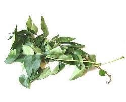 Aceite esencial de hoja de curry de alta calidad, puro y natural, exportador mayorista, embalaje a granel para cosméticos y aromaterapia - Product Image 4