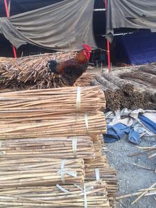 Materia Prima de Ratán/ Ratán con Cáscara/ PRODUCTO RATÁN - Product Image 3