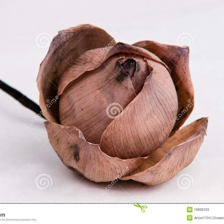 Lotus petals/Pink lotus dried flowers in Viet nam