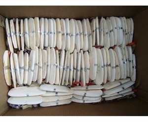 กระดูกปลาหมึกแห้งจํานวนมากคุณภาพสูงและราคาถูกจากซัพพลายเออร์เวียดนาม - Product Image 6