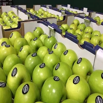 Fresh Green Apple fruit