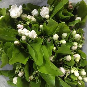 100% Natural Chameli Attar Aceite Indio Tradicional Jazmín Perfume Mayorista Exportador - Product Image 2