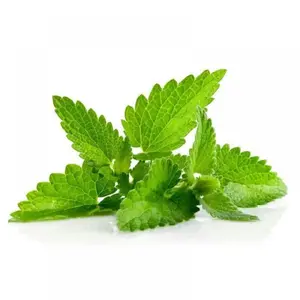 Aceite Esencial Puro de Mentha Spicata, Destilado al Vapor, Extracto Natural para el Cuidado de la Piel y Personal, Venta al Por Mayor - Product Image 1