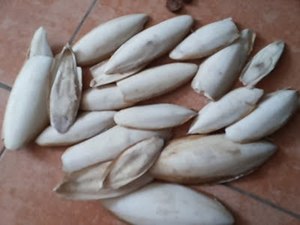 ปลาหมึกทั้งสะอาดสำหรับขาย-ราคาที่เหมาะสม - Product Image 4