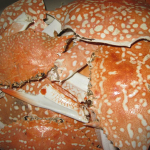 เปลือกปูคุณภาพดีจากเวียดนาม - Product Image 2