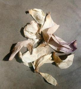 ดอกบัวอบแห้ง Nelumbo Nucifera/กลีบดอกบัว - Product Image 6