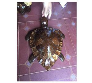 Artesanía de Cáscara de Coco - Animal de Coco - Manualidad de Tortuga de Coco (Sandy 0084587176063 WS) - Product Image 1