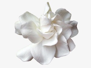 น้ำมันหอมระเหยจากสวนธรรมชาติบริสุทธิ์ไอน้ำกลั่นพร้อมกลิ่นหวานสำหรับน้ำมันหอมระเหย - Product Image 3