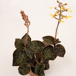 Anoectochilus Roxburghii séché - Product Image 1