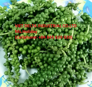 Pimiento Verde Fresco de Alta Calidad Cultivado en Vietnam Nueva Cosecha - Product Image 2