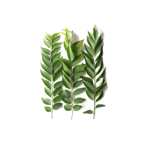 Huile de feuille de curry naturelle, vente en gros d'huile essentielle pure pour les soins capillaires, les soins de la peau et l'aromathérapie, fournisseur OEM en vrac - Product Image 3