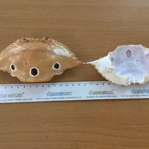 Concha de cangrejo azul, Exportación bellamente seca de Vietseafarm, fabricante de Vietnam - Product Image 1