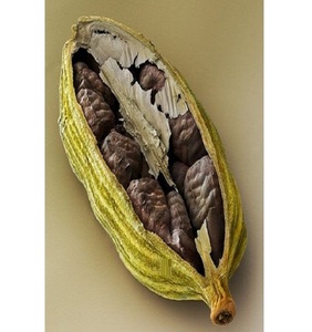 Huile Essentielle Pure de Cardamome et d'Arbre à Thé en Gros – Meilleures Ventes pour Parfums, Bougies et Fabrication de Savons - Product Image 6