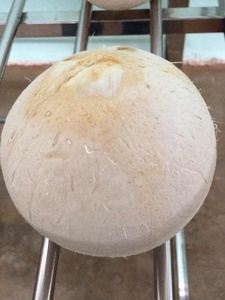 <b>Fresh</b> Young <b>Coconut</b> - Ball Shape - Vietnam Origin - Product Image 5
