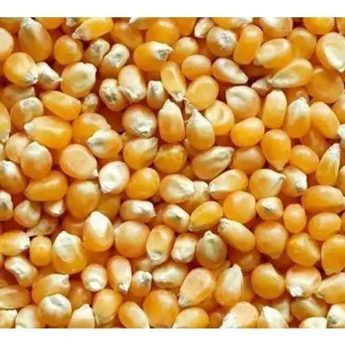 Quality Non-GMO Yellow Corn for Human Consumption