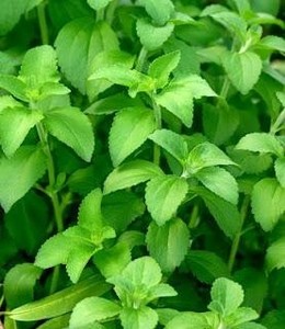 100% REBAUDIANA DE STEVIA SECA NATURAL - Product Image 5