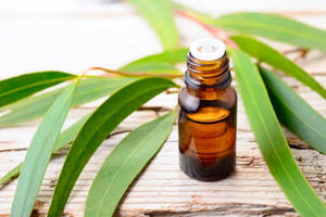 Usine En Gros 100% D'eucalyptus Huile Essentielle - Product Image 4