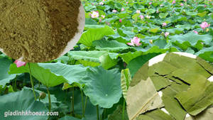 Thé de lotus séché en poudre de thé de lotus de haute qualité et au meilleur prix - Product Image 4