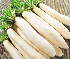 RADÍS BLANCO DE CULTIVO NUEVO A PRECIO ECONÓMICO DE VIETNAM - Product Image 4