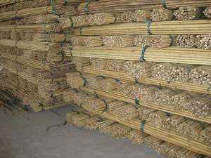 Jardin bâtiment Bambou Pôles - Product Image 3