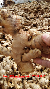 High Quality Organic Fresh <strong>Ginger</strong> <strong>for</strong> <strong>Export</strong> - Product Image 4