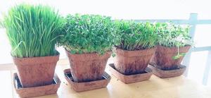 Maceta colgante de coco ecológica, productos especiales de Vietnam a PRECIO BARATO Y GRANDES CANTIDADES - Product Image 6