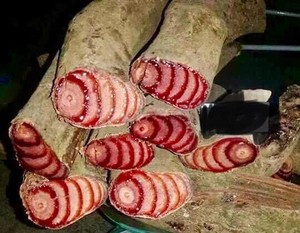 CAULIS SARGENTODOXAE/holboellia Cuneata Oliv/qualité supérieure à bas prix en provenance du Vietnam/Whatsapp Holiday - Product Image 2