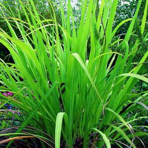 Huile essentielle d'herbe de gingembre naturelle pure huile d'aromathérapie distillée à la vapeur en gros fournisseur en vrac et Service de marque privée - Product Image 4