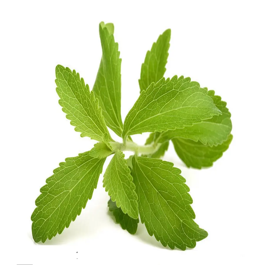 Stevia organica alla rinfusa-estratto di polvere di Stevia-foglia di Stevia essiccata (Ms. Rachel)