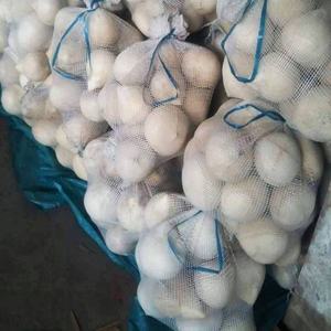 Fresco de coco joven-forma de bola-Vietnam origen - Product Image 3