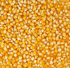 Alimento para Animales, Maíz Amarillo No Transgénico, Grado Premium, Seco, para Alimentación Animal - Product Image 4
