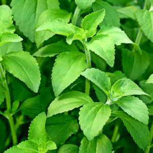 THÉ STEVIA REBAUDIANA SÉCHÉ DE HAUTE QUALITÉ ET AU MEILLEUR PRIX - Product Image 2