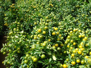 POLVO CALAMANSI-POLVO KUMQUAT - Product Image 5
