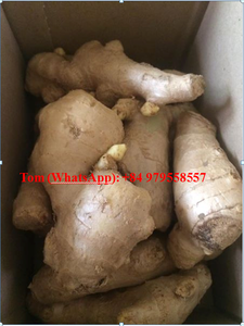 JENGIBRE FRESCO DE ALTA CALIDAD CON EL MEJOR PRECIO DE ÁNGULO DE VIETNAM - Product Image 3