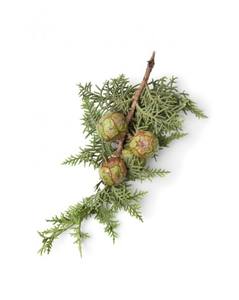 Aceite Esencial de Ciprés 100% Puro, Líquido de Corteza, Destilación al Vapor, Grado de Aromaterapia Natural, Venta al por Mayor a Granel - Product Image 2